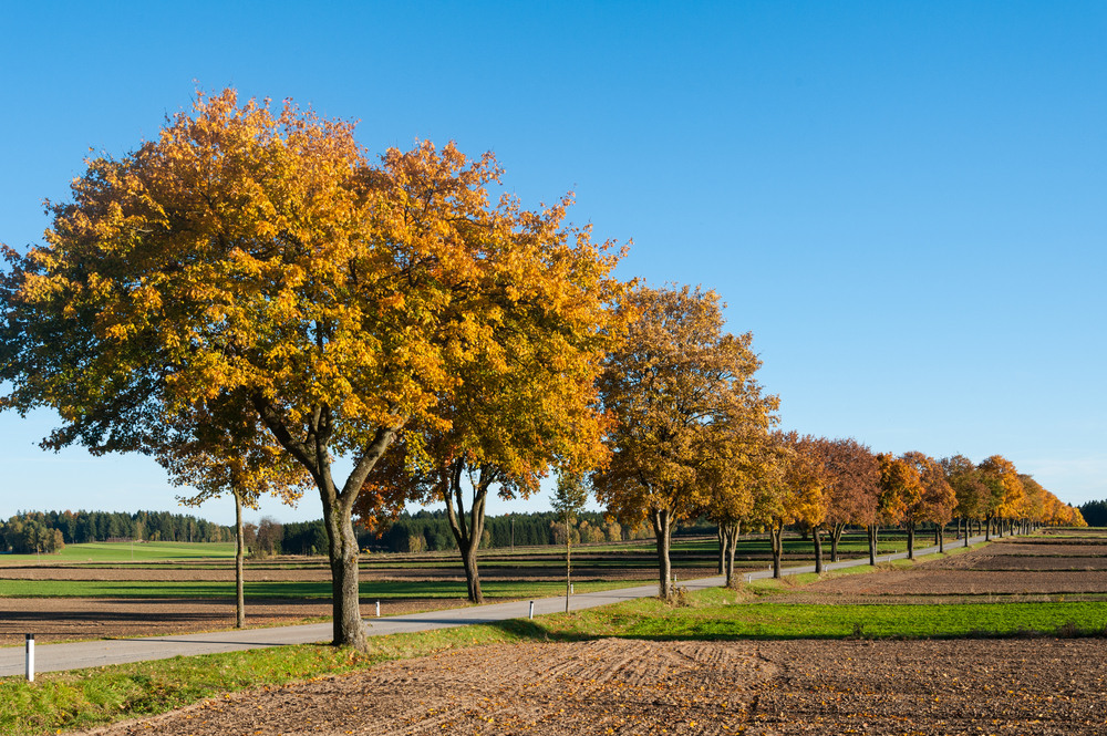 Waldviertel im Herbst