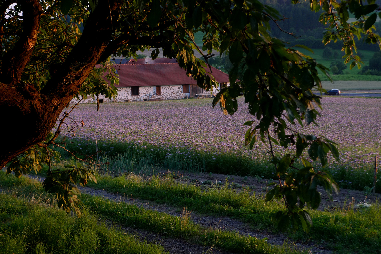 waldviertel - violetttöne