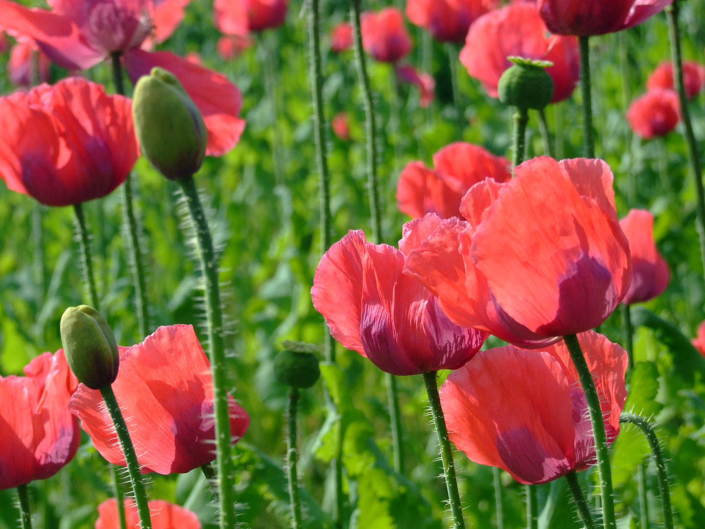 Waldviertler Graumohn