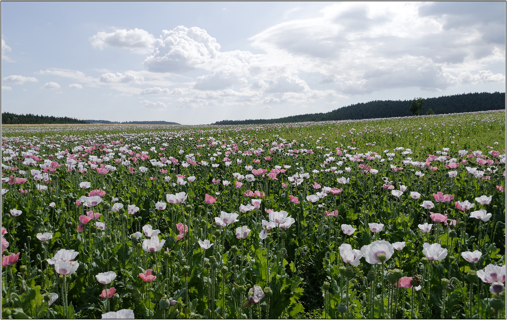 Waldviertler Graumohn