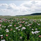 Waldviertler Graumohn