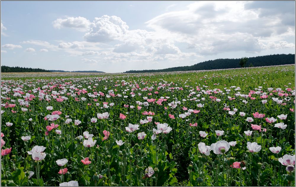 Waldviertler Graumohn