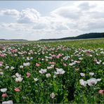 Waldviertler Graumohn