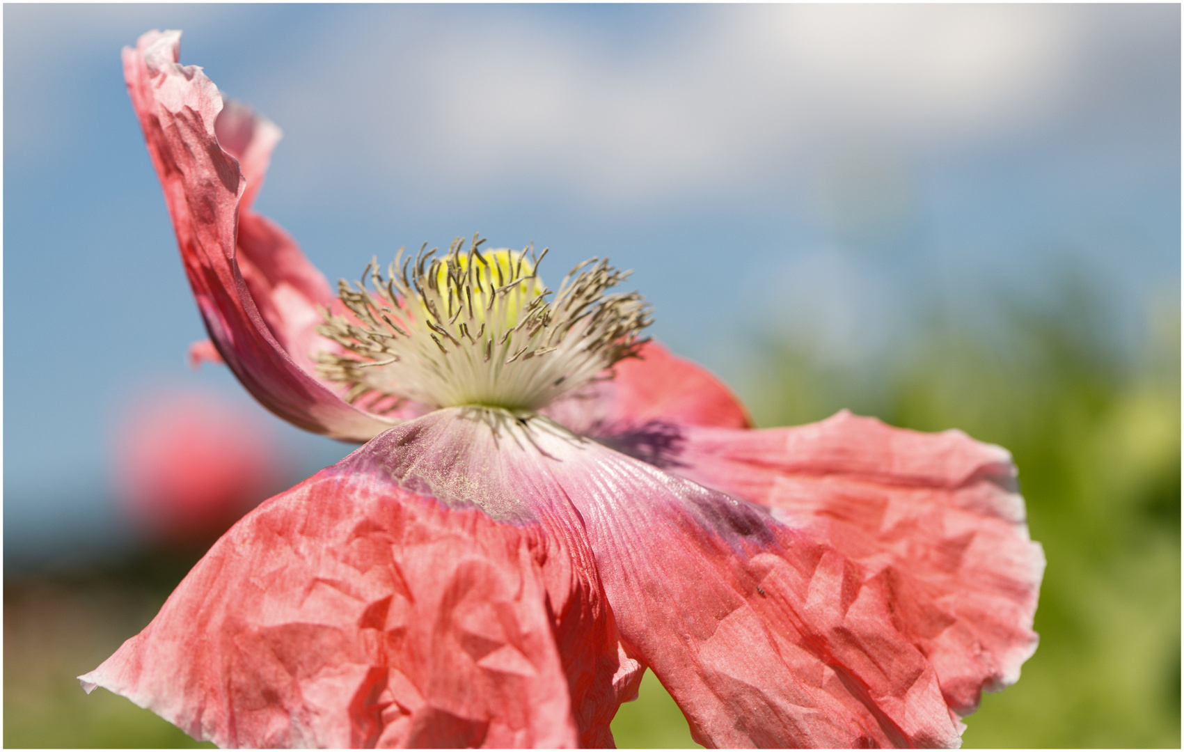 Waldviertler Graumohn