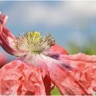 Waldviertler Graumohn