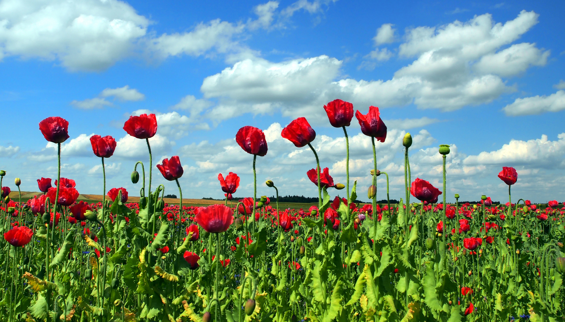 Waldviertler Graumohn