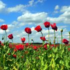 Waldviertler Graumohn