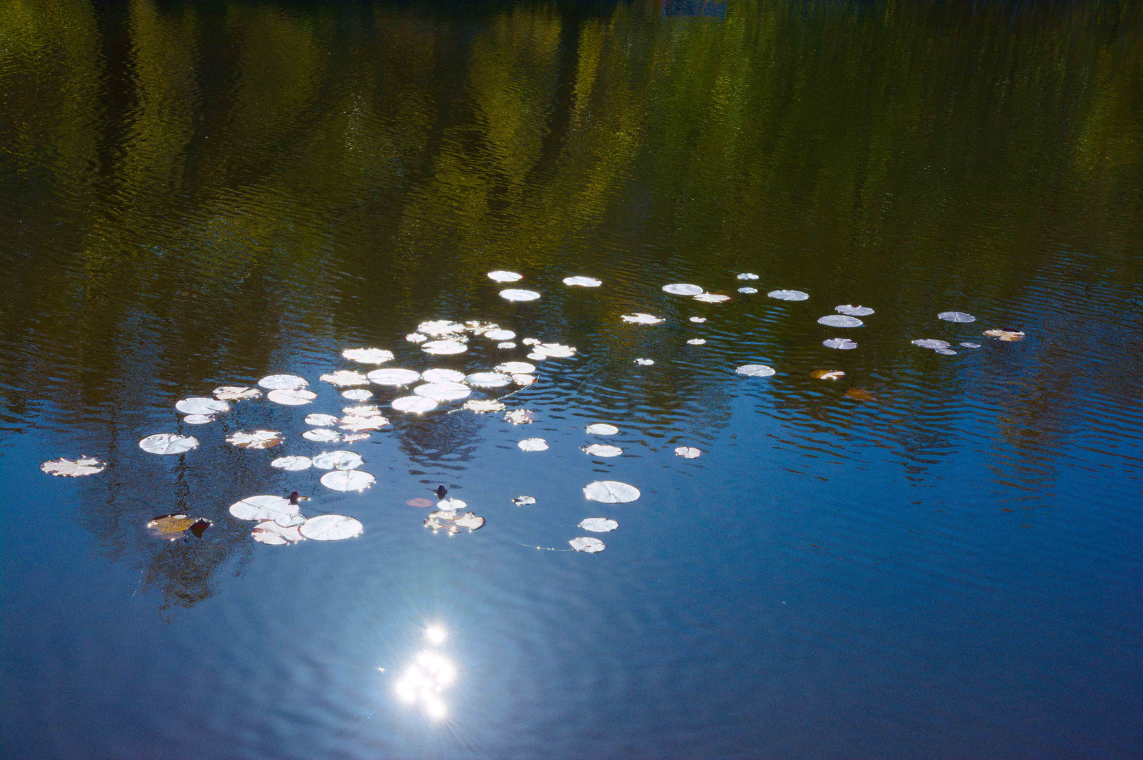 Waldviertler Herbst (6)