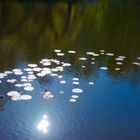 Waldviertler Herbst (6)