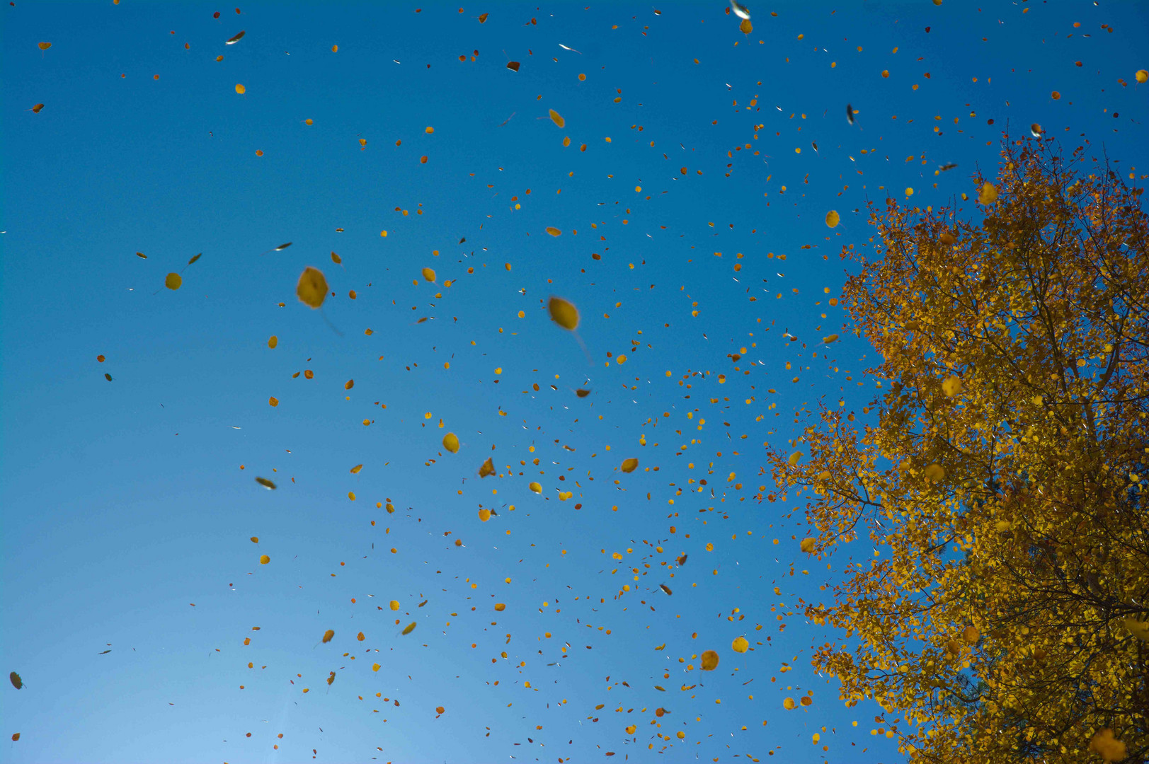 Waldviertler Herbst (7)