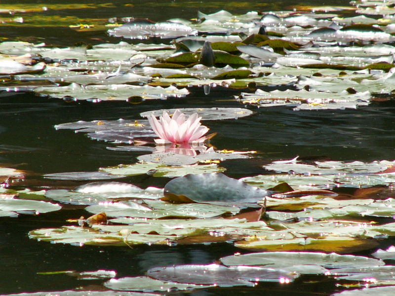 Waldviertler Impressionen