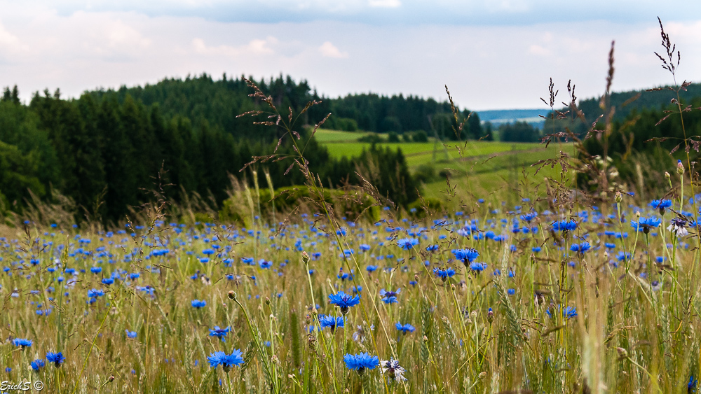 Waldviertler-Landschaft