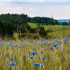 Waldviertler-Landschaft