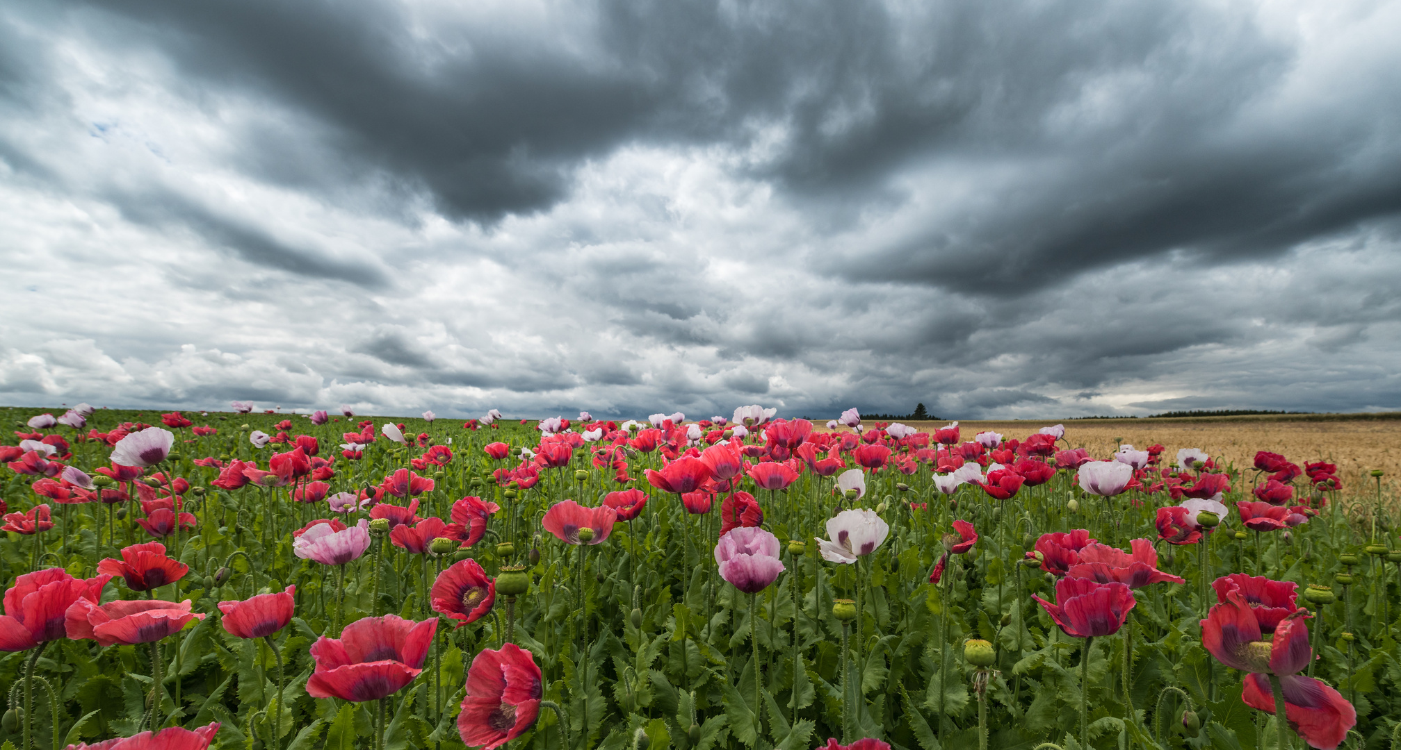 Waldviertler Mohn