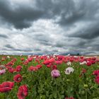 Waldviertler Mohn