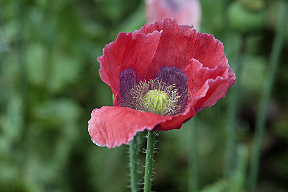 Waldviertler Mohn im Mohndorf