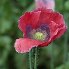 Waldviertler Mohn im Mohndorf