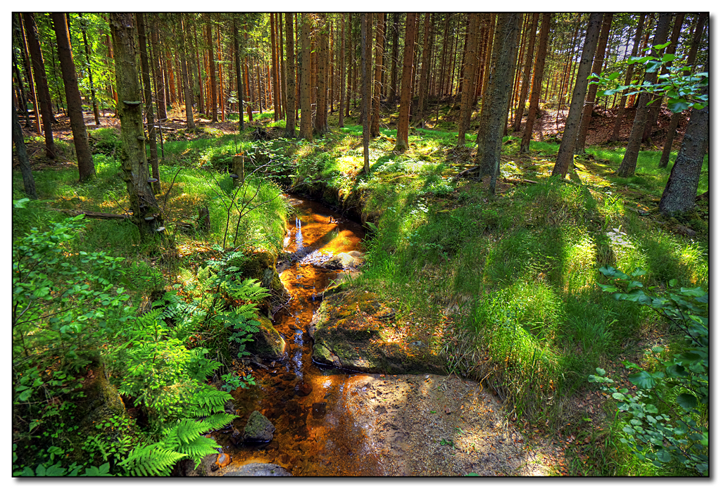 Waldviertler Spaziergang Nähe Litschau