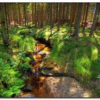 Waldviertler Spaziergang Nähe Litschau