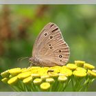 waldvögelchen schmetterling