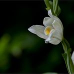 Waldvöglein (Cephalanthera damasonium)..