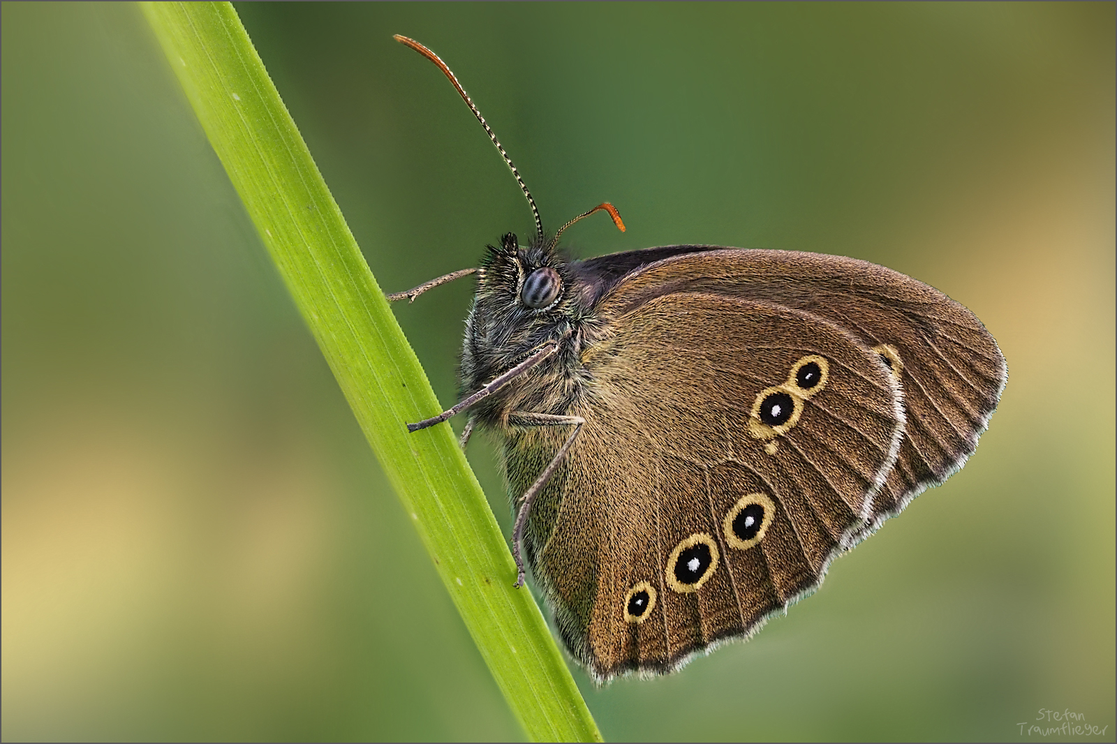 Waldvogel Foto & Bild tiere, wildlife, schmetterlinge Bilder auf