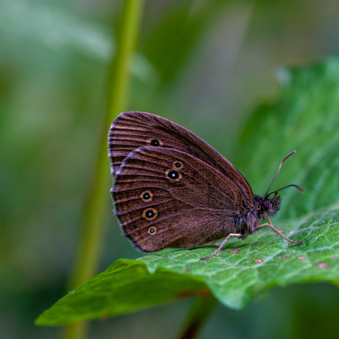 Waldvogel