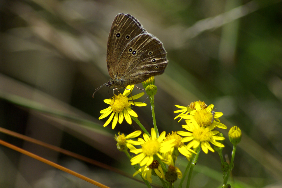 Waldvogel