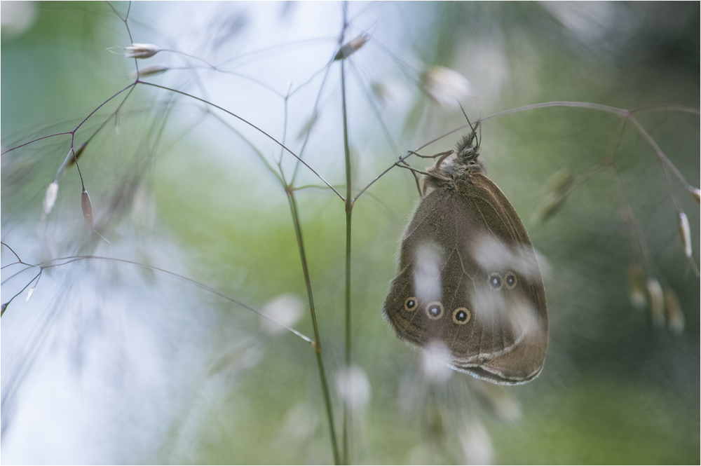 wald.vogel