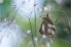 wald.vogel