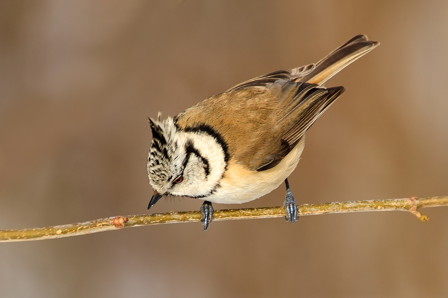 Waldvogel