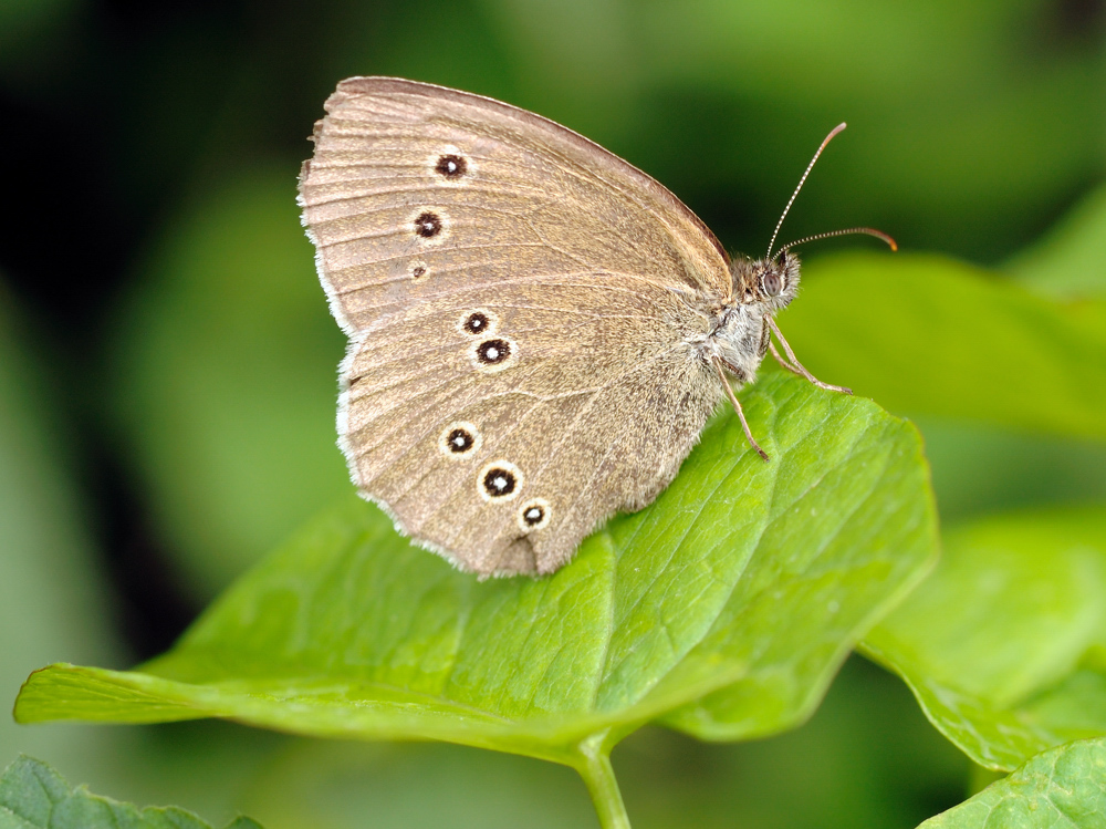 Waldvogel *Makro* II