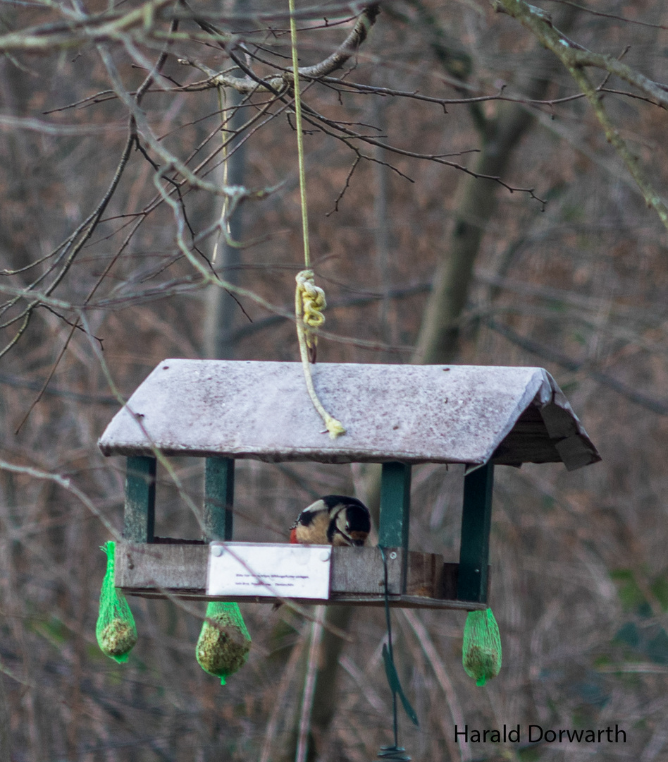 Waldvogelfütterung