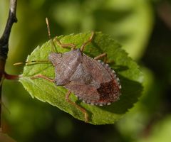 Waldwächter (Arma custos)