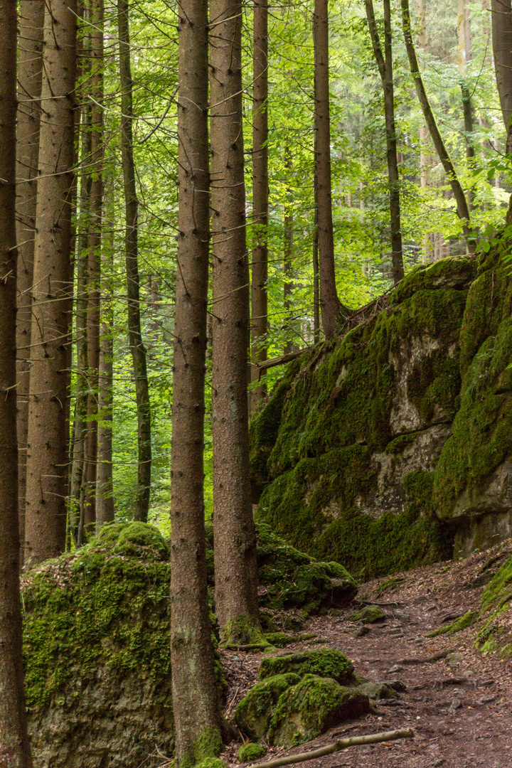 Waldwanderung III - Pottenstein/fränkische Schweiz