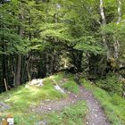 Waldwanderweg