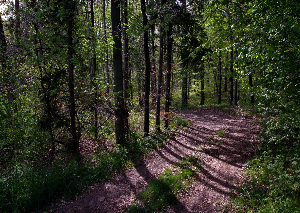 Waldwanderweg im Schönbuch