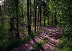 Waldwanderweg im Schönbuch