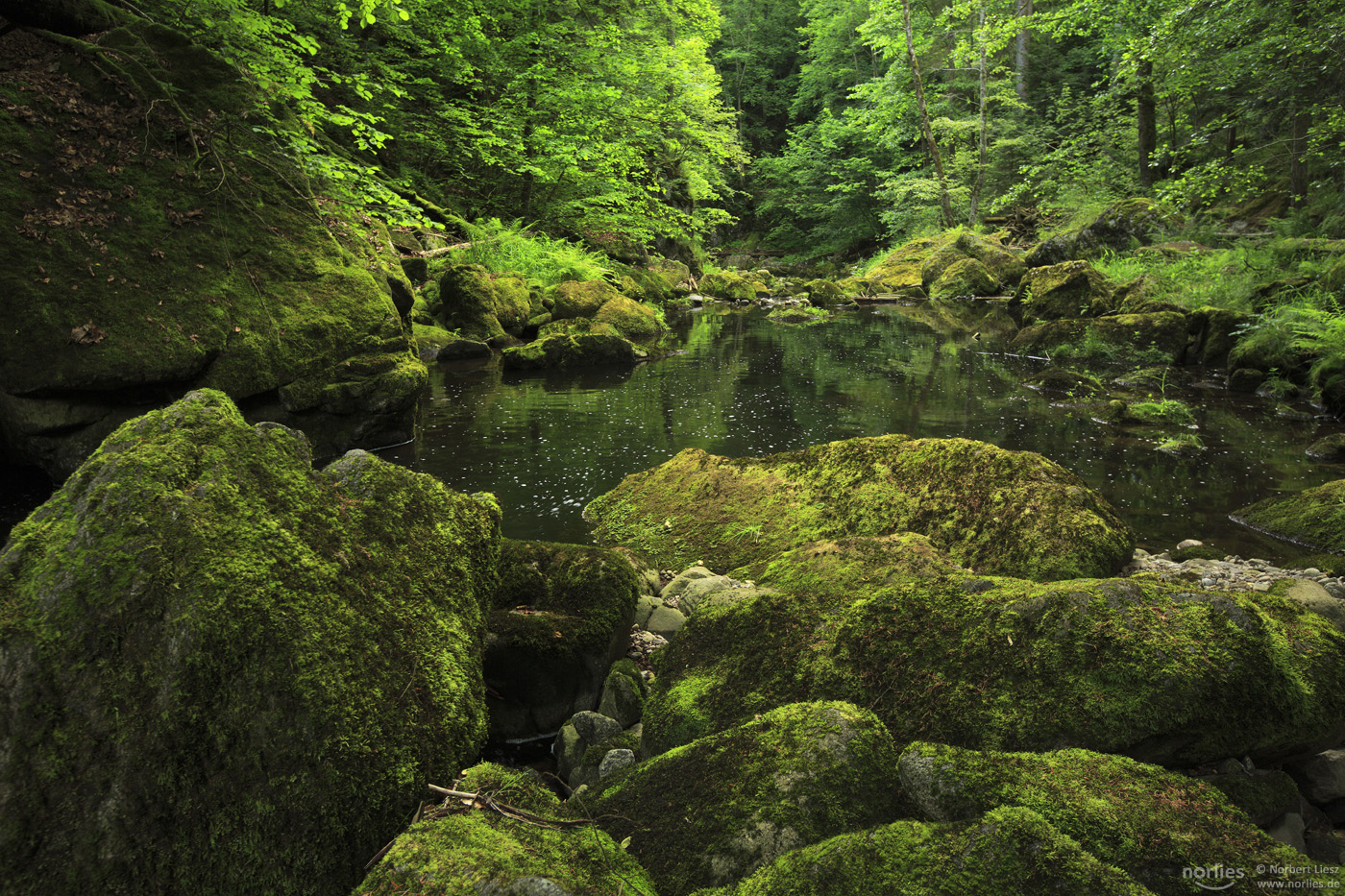 Waldwasser