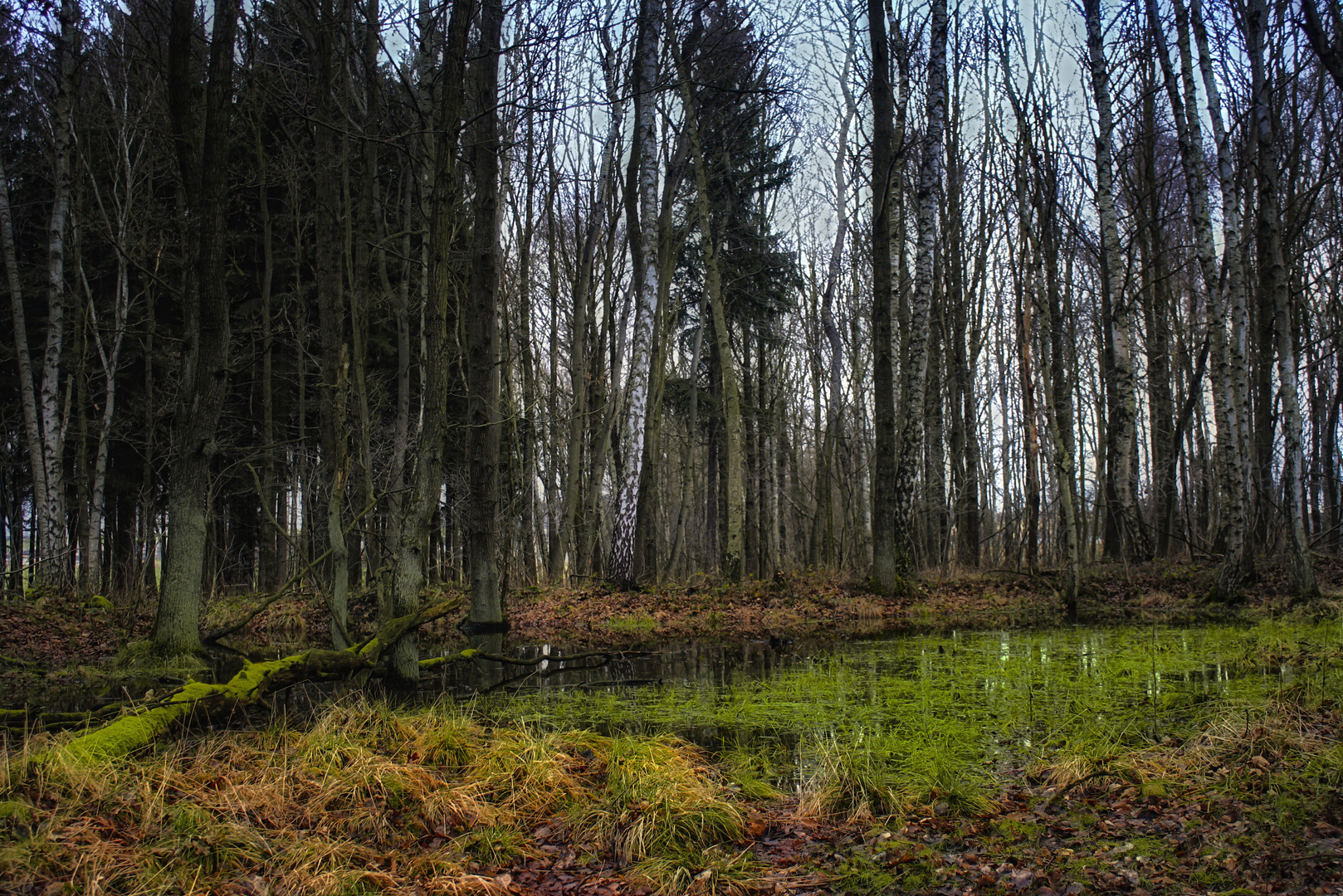 waldwasser