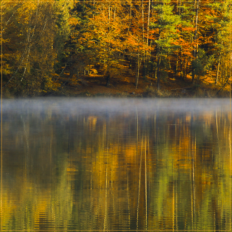 Wald.Wasser.