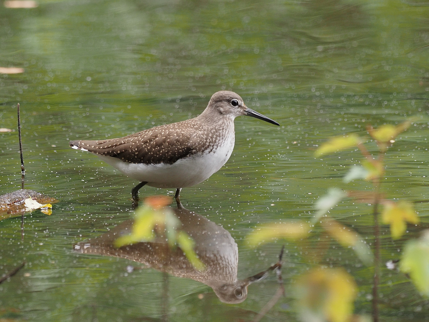 Waldwasserläufer