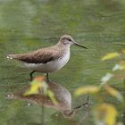 Waldwasserläufer