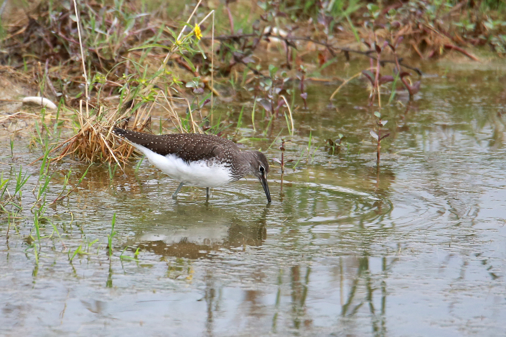 Waldwasserläufer