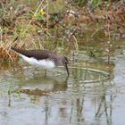 Waldwasserläufer