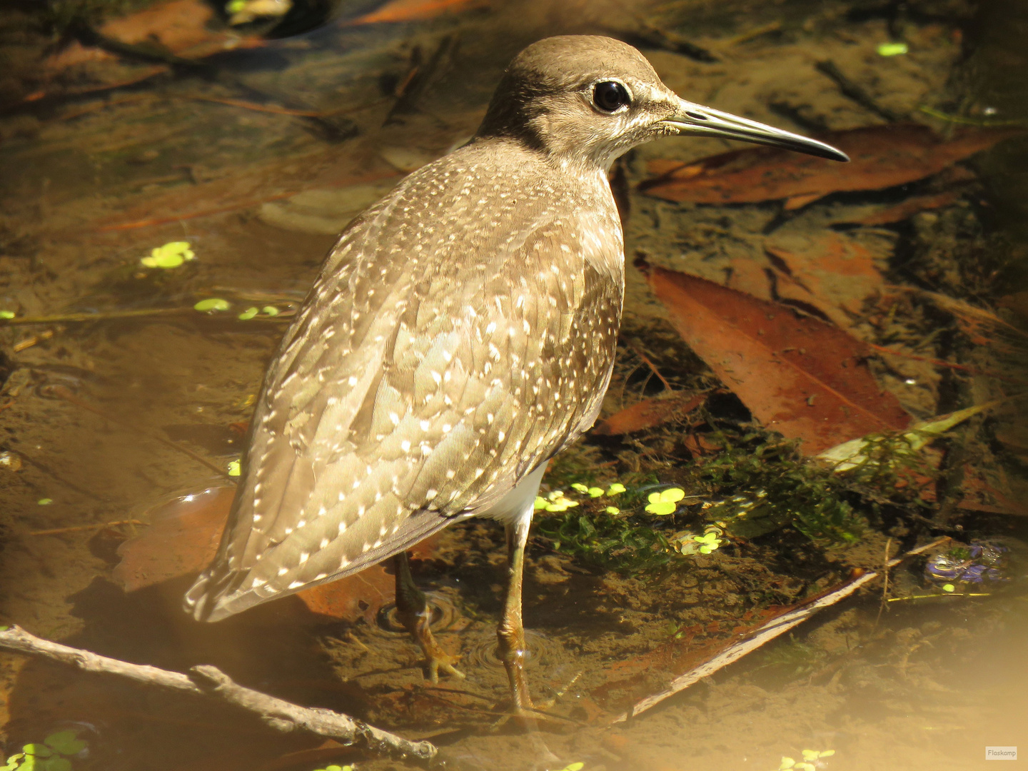 Waldwasserläufer ......