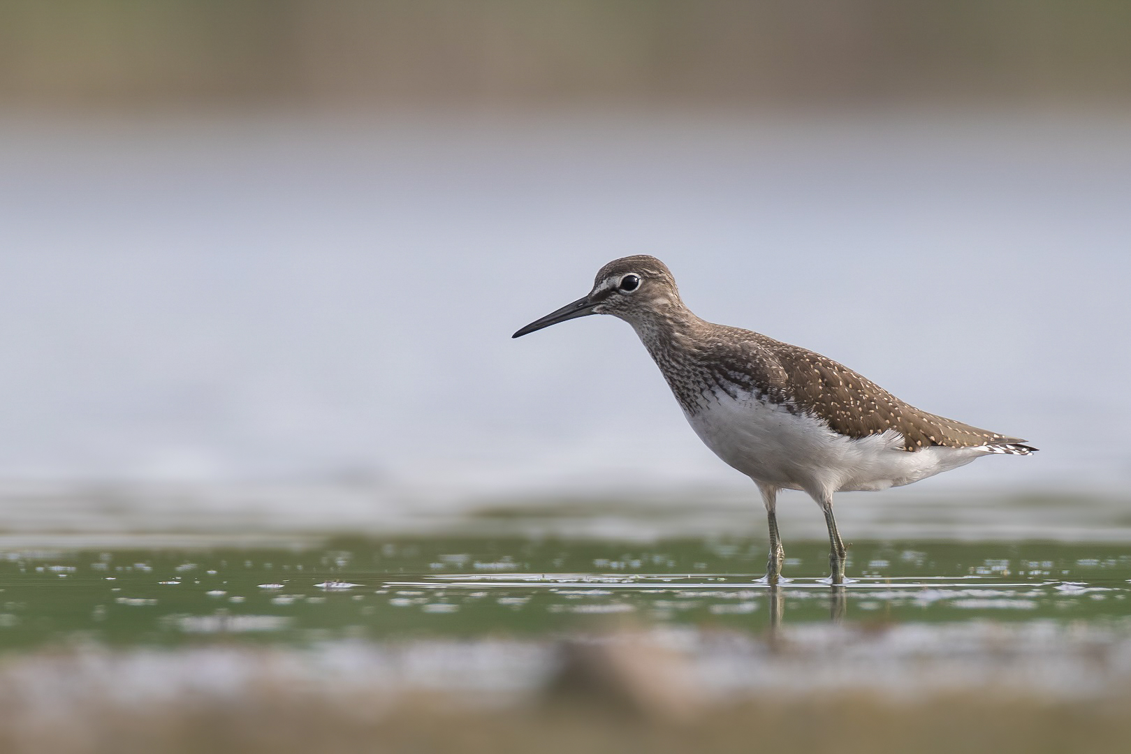 Waldwasserläufer