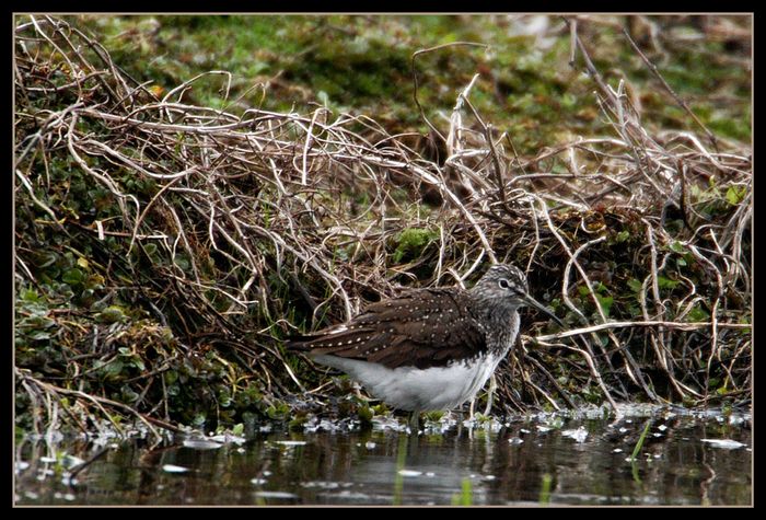 Waldwasserläufer