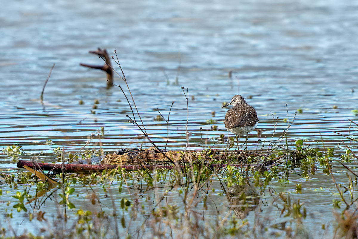 Waldwasserläufer