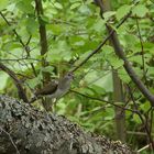 Waldwasserläufer